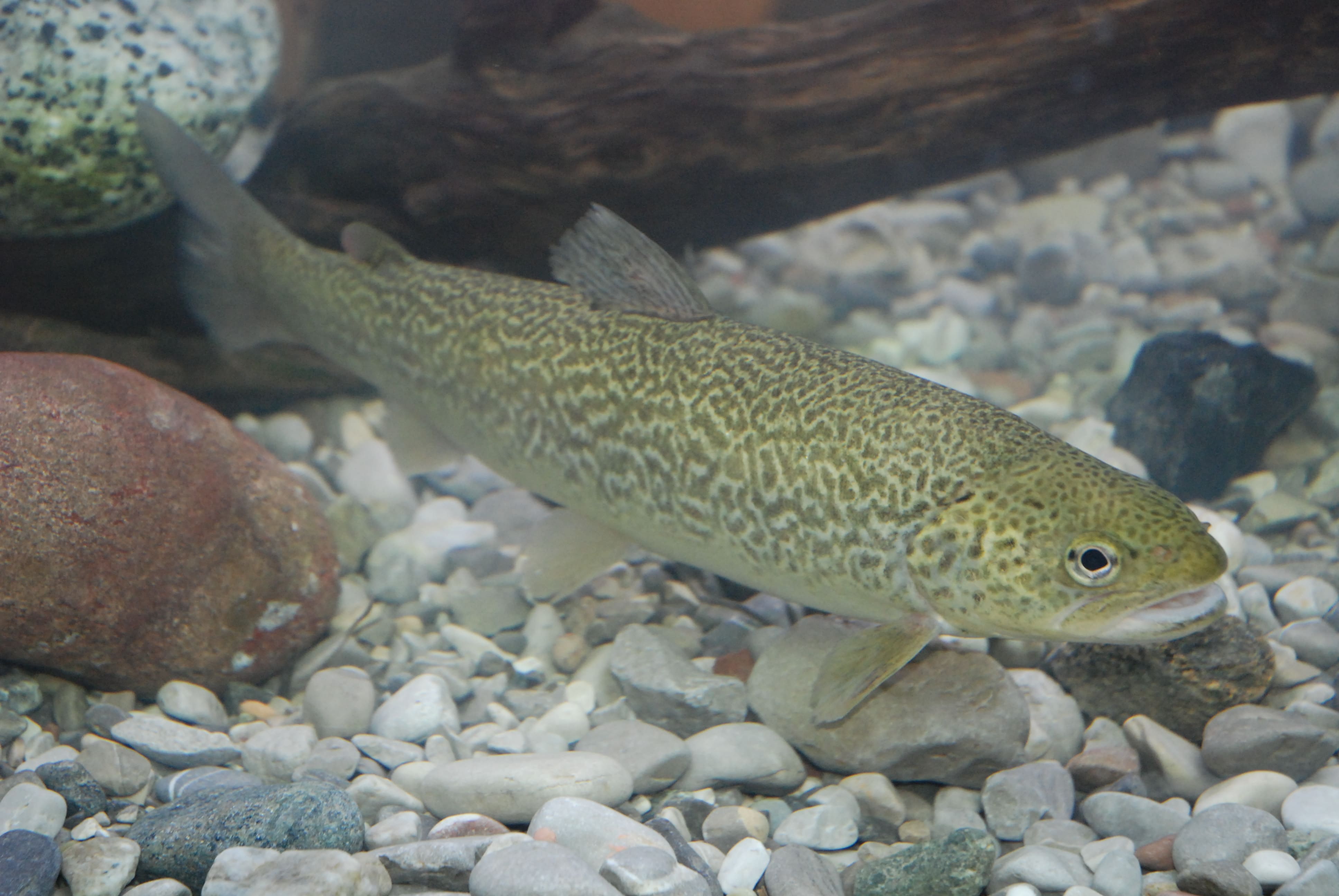 Immagine trota marmorata